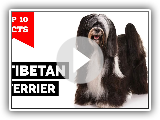 Tibetan Terrier - Top 10 Facts